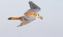 描写小鸟飞翔的句子