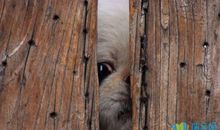 门缝里看人歇后语