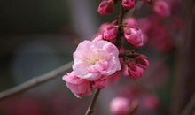 赏梅的优美句子