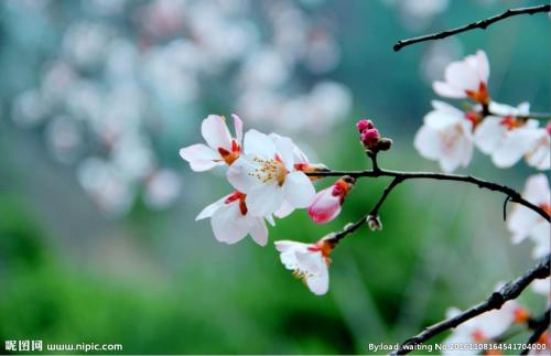 关于春华的寓言