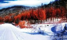 描写雪后的句子