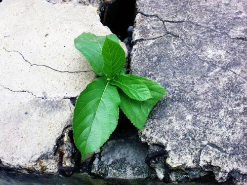 描述小草的强句