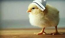 大雁飞过拔根毛歇后语