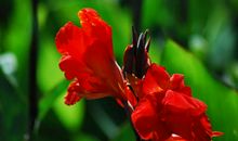 描写美人蕉的句子