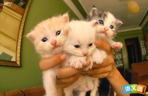 猫开头的寓言词