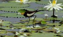 描写鸟姿态美的句子