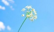 关于独一无二的句子