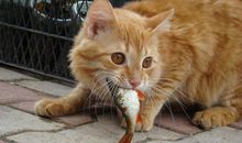 猫不吃鱼歇后语