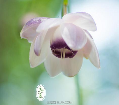 关于丽霞的农业谚语