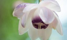 有关立夏的农业谚语