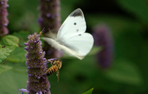 描写同学之爱的诗