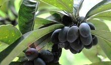 桂花比喻句大全