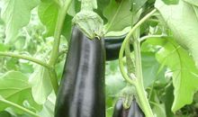 霜打的茄子歇后语