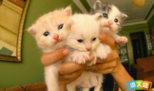 狐狸莫笑猫的歇后语