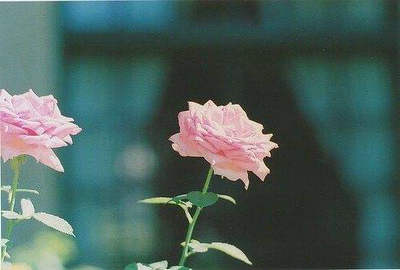 有些人注定要改变他们的生活，有些人注定要一生被遗忘1