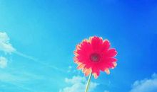 对感情憧憬的句子