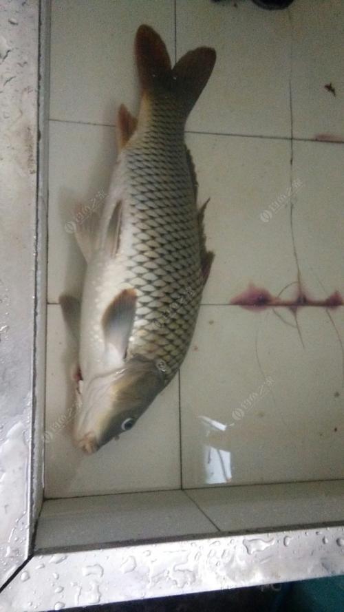 瞎猫遇见死老鼠