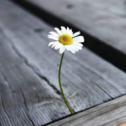 事实证明，只要内心快乐，花朵就能从尘土中绽放1