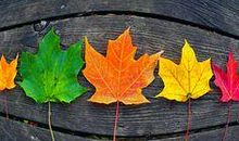 描写落叶飞舞的句子