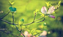 春天景色描写句子