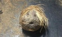 猫钻鼠洞歇后语