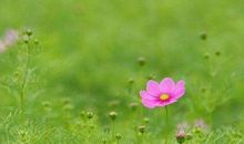 描写初春的句子