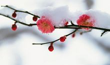 描写腊梅句子