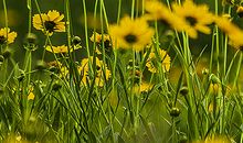 描写小花小草的句子