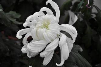 纪念亲人死亡的句子