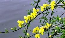 描写迎春花的句子