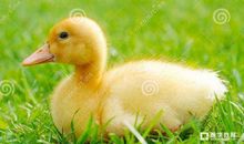 鸭子走路歇后语