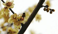 关于秋天来了的说说