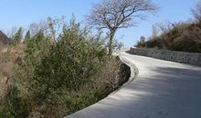 形容杨树的比喻句