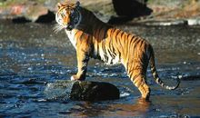 羊羔吃奶歇后语