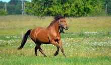 含有马的歇后语