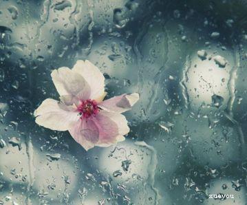 描述桃花的寓言句子