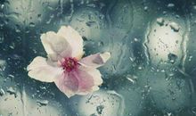 描写桃花比喻句