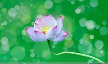 用荷花写比喻句