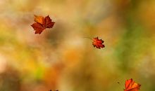 描写落叶飘落的句子