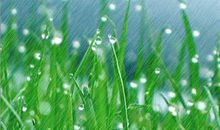 春雨像什么的句子