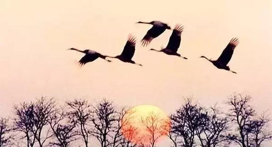 关于白鹿的谚语