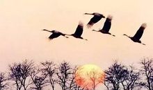 关于白露的谚语