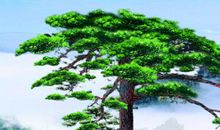 描写松树挺拔的句子