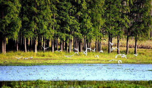 包含普通的审美句子