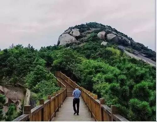 描述松树质量的段落