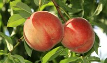 桃子熟了比喻句