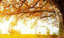 关于秋的比喻句