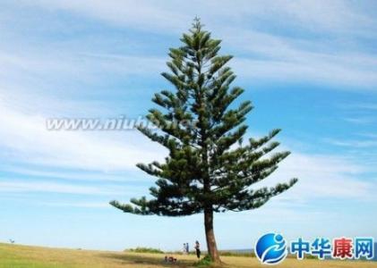 描述赞美松树的诗句