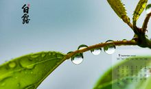 二十四节气谚语白露