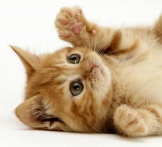 不要在句子中要求任何东西